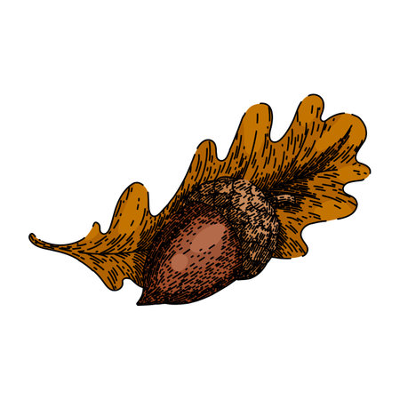 acorn nut leaf sketch hand drawn vectorのイラスト素材