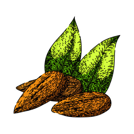 almond nut raw sketch hand drawn vectorのイラスト素材