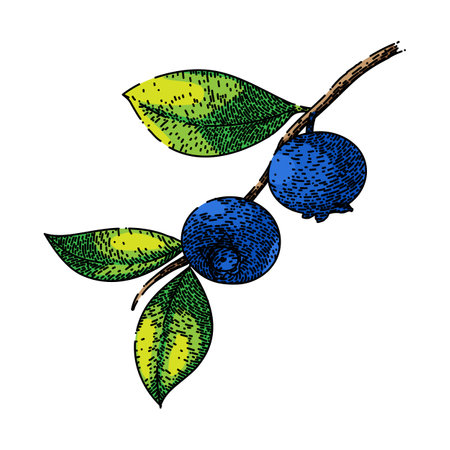 blueberry blue fresh sketch hand drawn vectorのイラスト素材