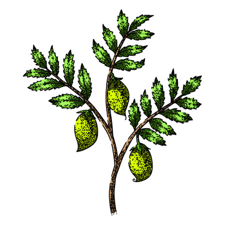 chickpea hummus plant sketch hand drawn vectorのイラスト素材
