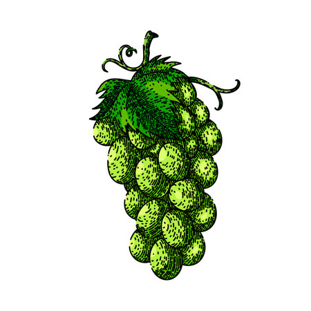 grape bunch green sketch hand drawn vectorのイラスト素材