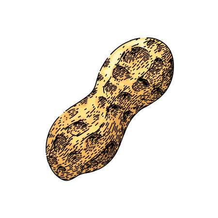 peanut nut food nutrition sketch hand drawn vectorのイラスト素材