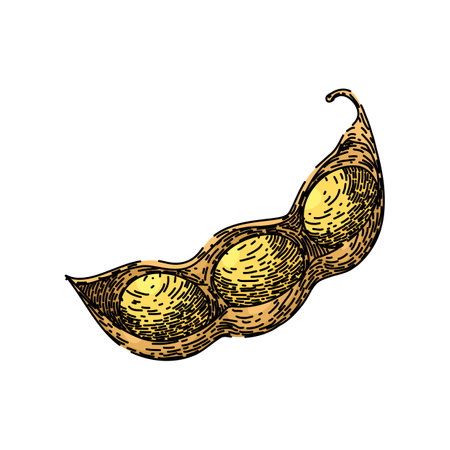 soya bean food pod sketch hand drawn vectorのイラスト素材