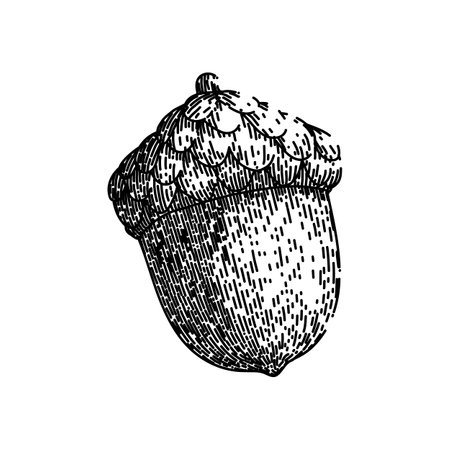 acorn nut brown sketch hand drawn vectorのイラスト素材
