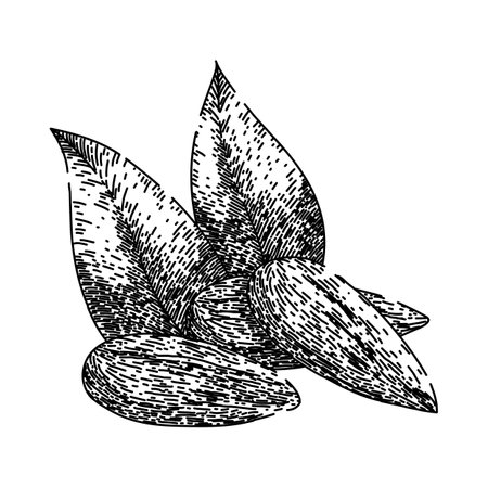 almond nut raw sketch hand drawn vectorのイラスト素材