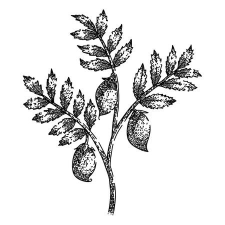chickpea hummus plant sketch hand drawn vectorのイラスト素材