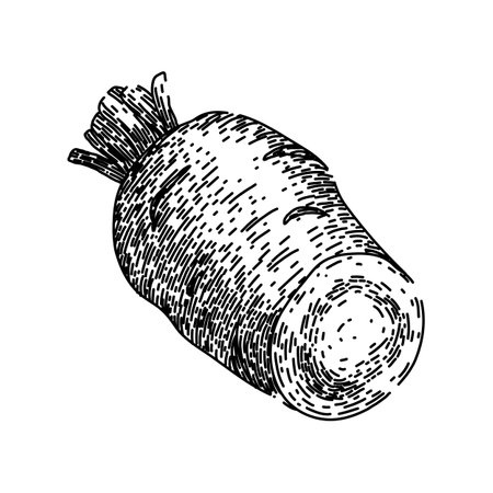parsnip root fresh sketch hand drawn vectorのイラスト素材