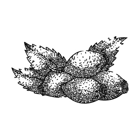 rosehip plant red sketch hand drawn vectorのイラスト素材