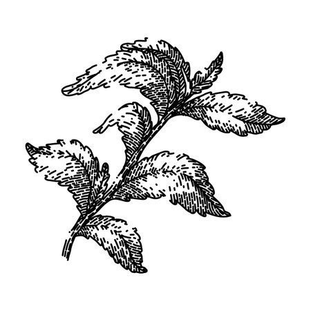 stevia leaf green sketch hand drawn vectorのイラスト素材