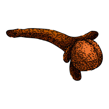 natural clove spice sketch hand drawn vectorのイラスト素材