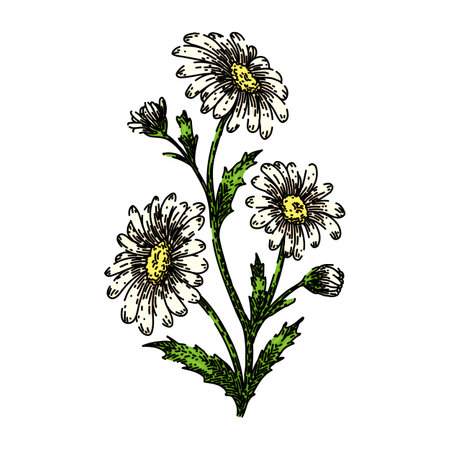 chamomile daisy flower sketch hand drawn vectorのイラスト素材