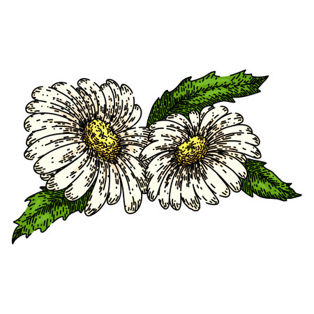 spring daisy flower sketch hand drawn vectorのイラスト素材