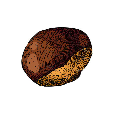 natural guarana fruit sketch hand drawn vectorのイラスト素材