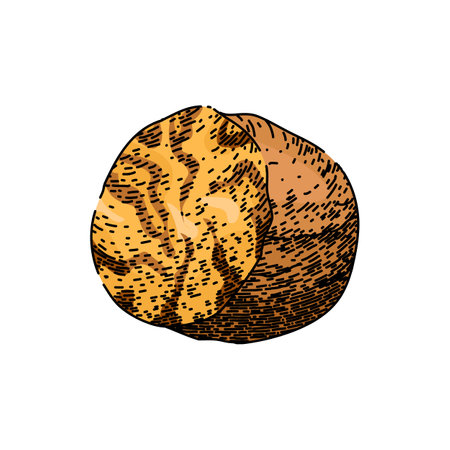 flavor nutmeg spice sketch hand drawn vectorのイラスト素材
