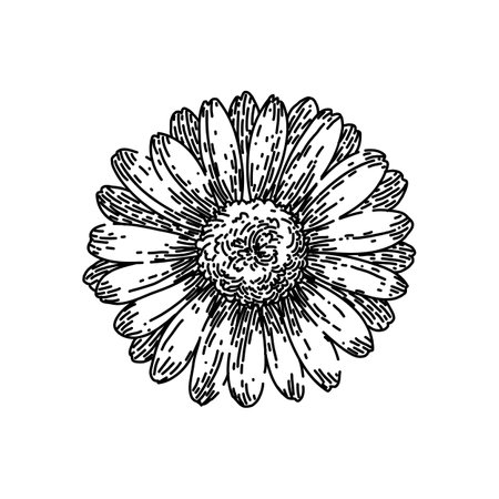 spring daisy flower sketch hand drawn vectorのイラスト素材
