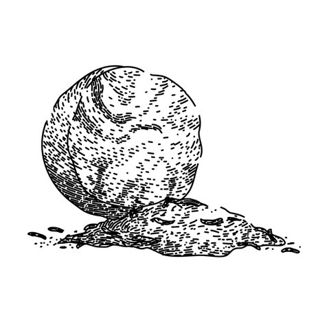 ground nutmeg spice sketch hand drawn vectorのイラスト素材