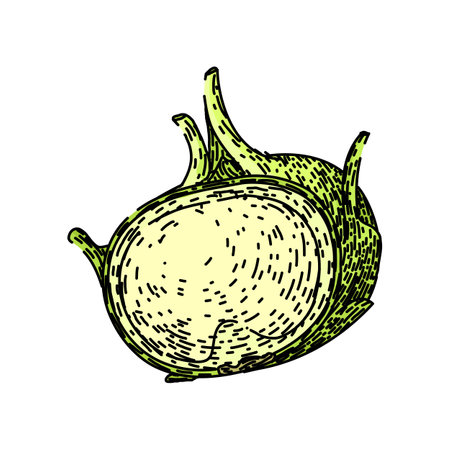 vegetable kohlrabi green sketch hand drawn vectorのイラスト素材