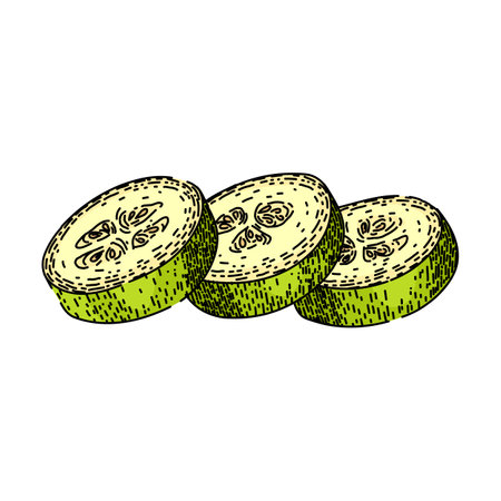 green marrow vegetable sketch hand drawn vectorのイラスト素材