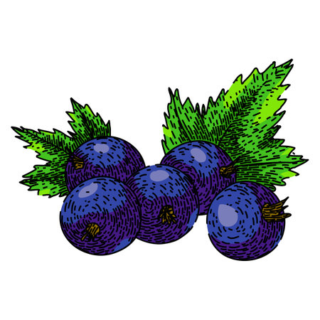 fruit black currant sketch hand drawn vectorのイラスト素材