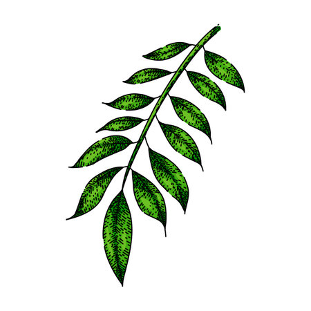 asian curry sketch hand drawn vectorのイラスト素材