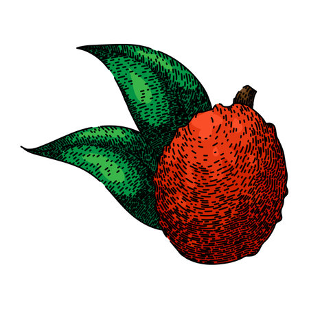 food lychees sketch hand drawn vectorのイラスト素材