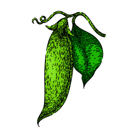 vegetable pea sketch hand drawn vectorのイラスト素材