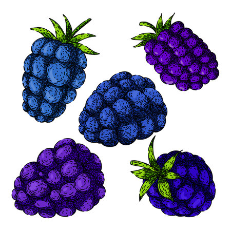 blackberry set sketch hand drawn vectorのイラスト素材