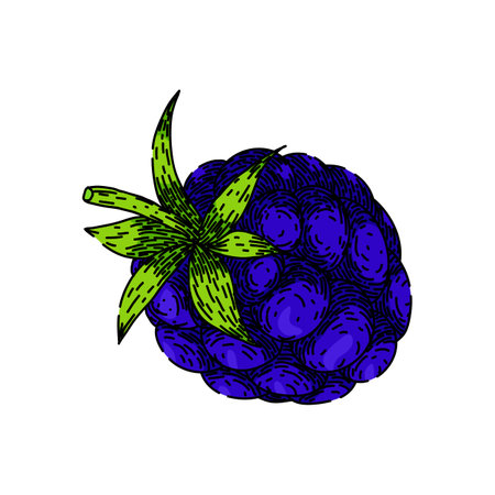 raw blackberry sketch hand drawn vectorのイラスト素材
