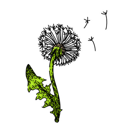 blossom dandelion sketch hand drawn vectorのイラスト素材