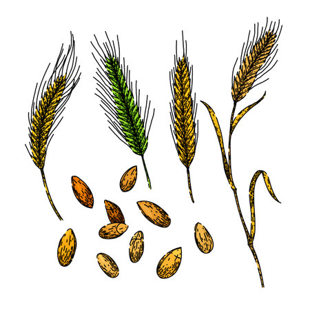 rye set sketch hand drawn vectorのイラスト素材