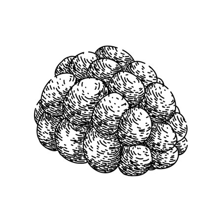 fruit blackberry sketch hand drawn vectorのイラスト素材