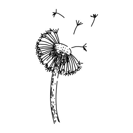 flower dandelion sketch hand drawn vectorのイラスト素材