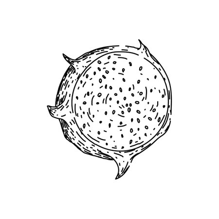 tropical dragon fruit sketch hand drawn vectorのイラスト素材