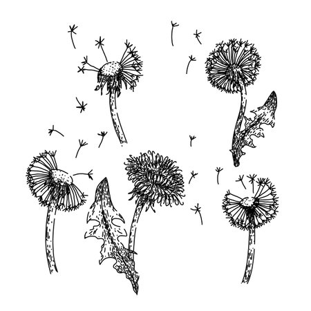dandelion set sketch hand drawn vectorのイラスト素材