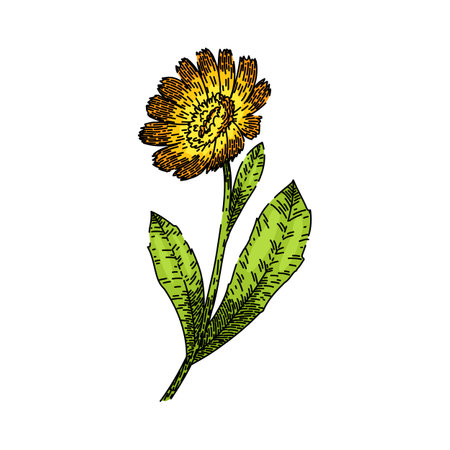 herb calendula sketch hand drawn vectorのイラスト素材