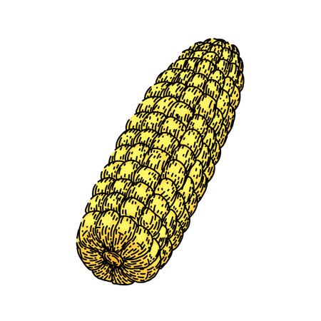 food corn sketch hand drawn vectorのイラスト素材
