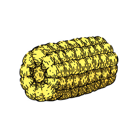 cob corn sketch hand drawn vectorのイラスト素材