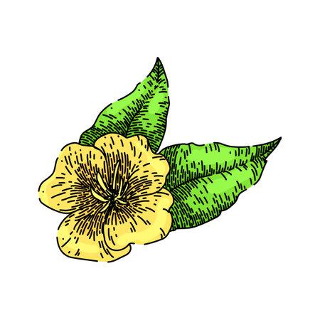 nature evening primrose sketch hand drawn vectorのイラスト素材