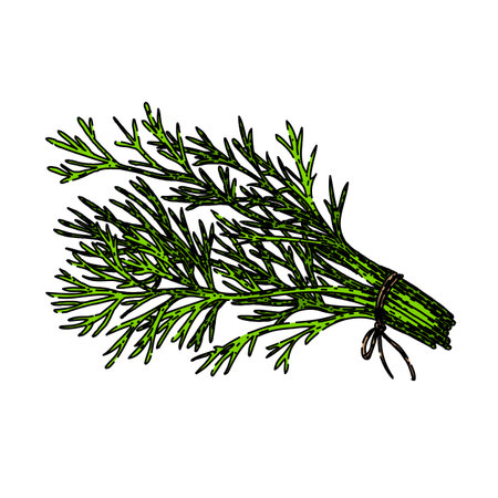plant dill sketch hand drawn vectorのイラスト素材