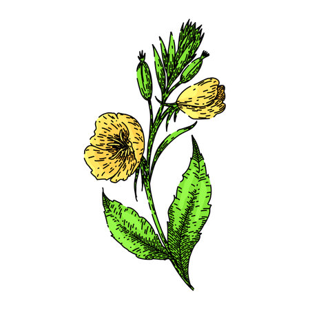 yellow evening primrose sketch hand drawn vectorのイラスト素材