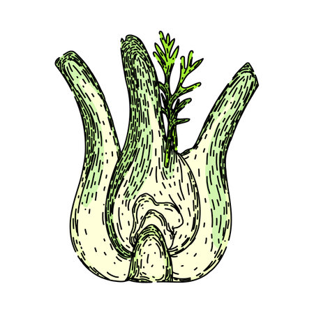 green fennel sketch hand drawn vectorのイラスト素材