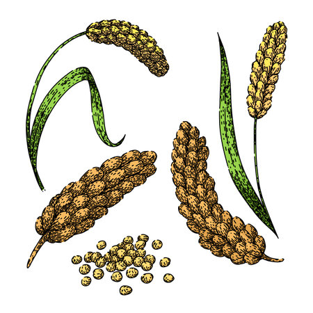 millet set sketch hand drawn vectorのイラスト素材