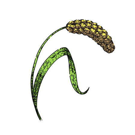 grain millet sketch hand drawn vectorのイラスト素材
