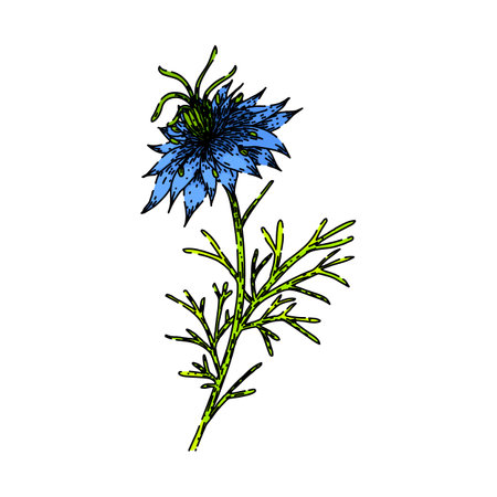 medicine nigella sativa sketch hand drawn vectorのイラスト素材