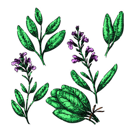 sage set sketch hand drawn vectorのイラスト素材