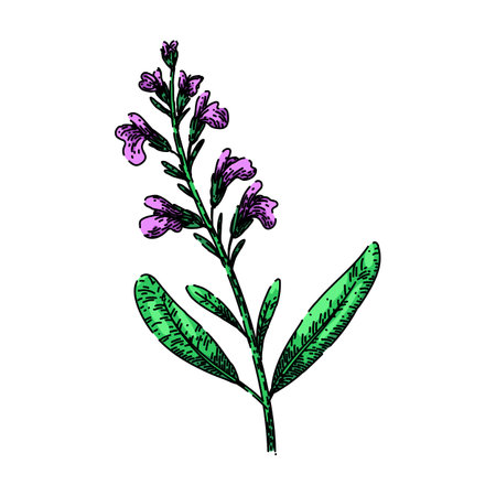 sage sage sketch hand drawn vectorのイラスト素材