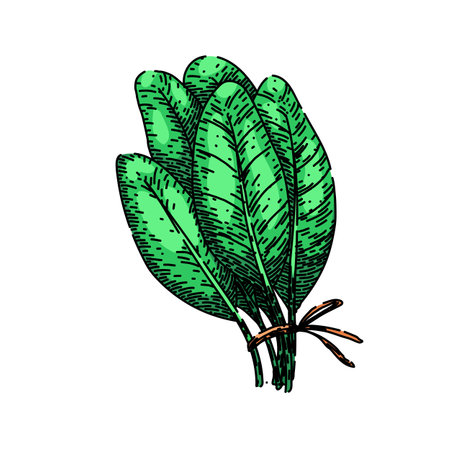 green sage sketch hand drawn vectorのイラスト素材