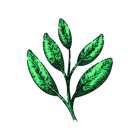 herb sage sketch hand drawn vectorのイラスト素材