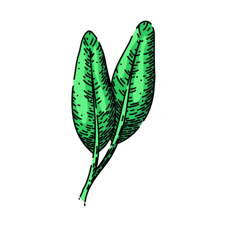 herbal sage sketch hand drawn vectorのイラスト素材