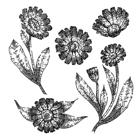 calendula set sketch hand drawn vectorのイラスト素材